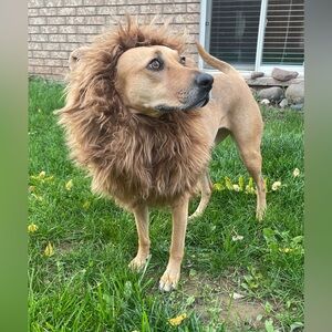 Lion Mane Dog Costume - Brown
